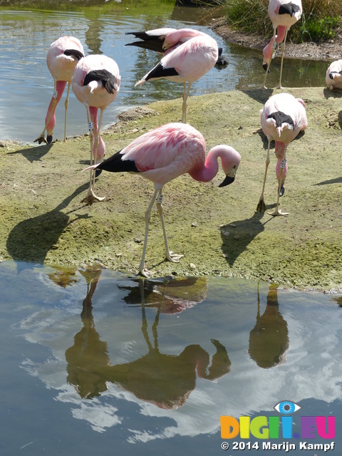 FZ006383 Andean flamingos (Phoenicopterus andinus)